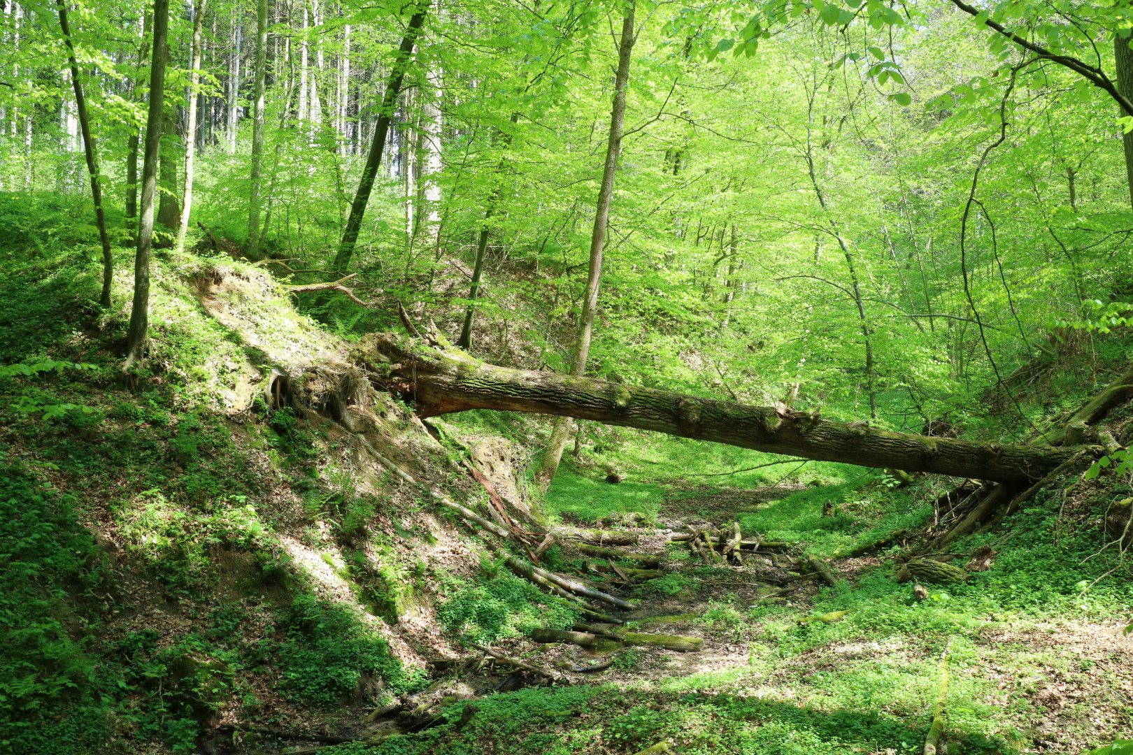 a fallen tree in the forest, very green