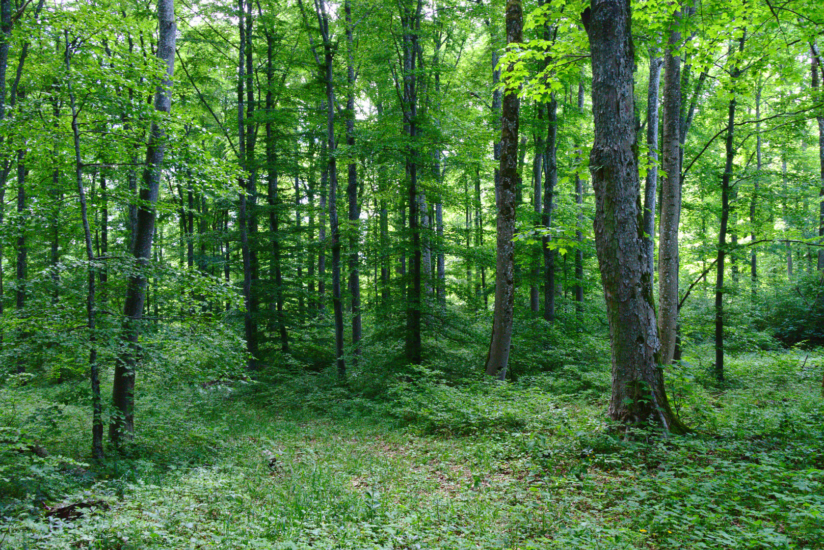 a look into a leafy green wood