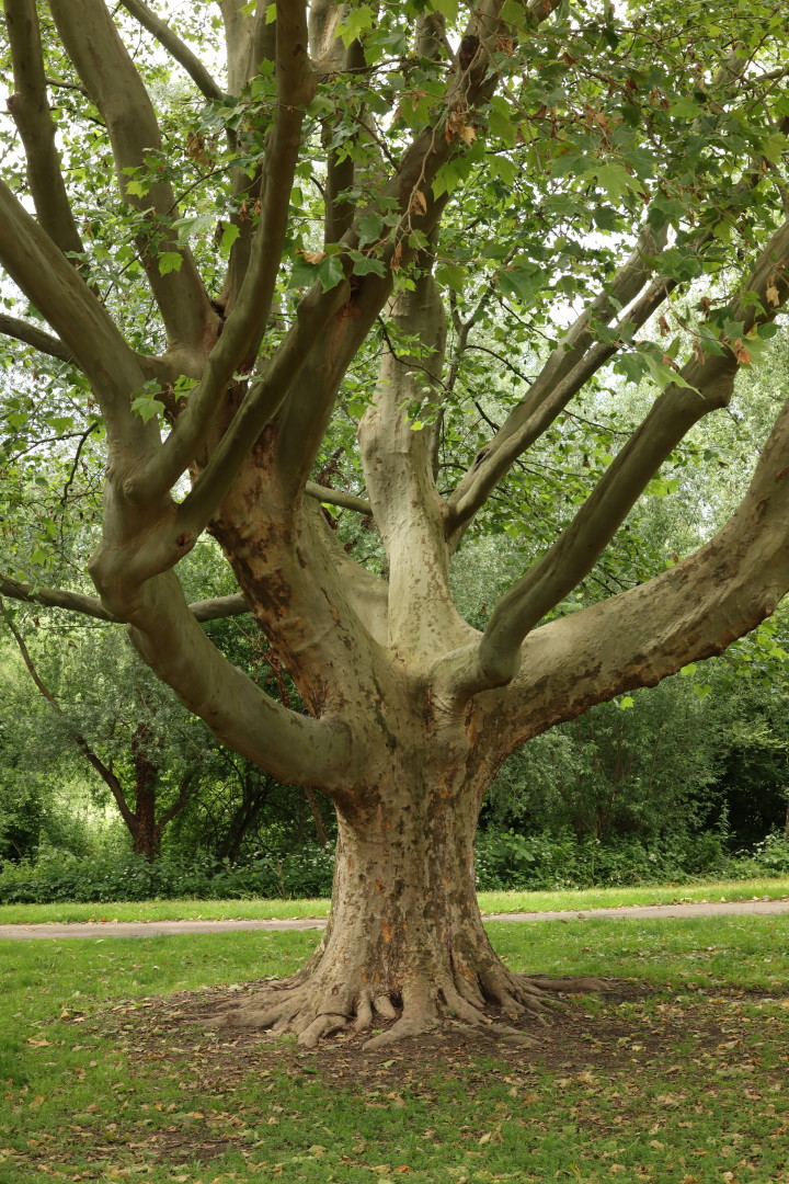 a tree!