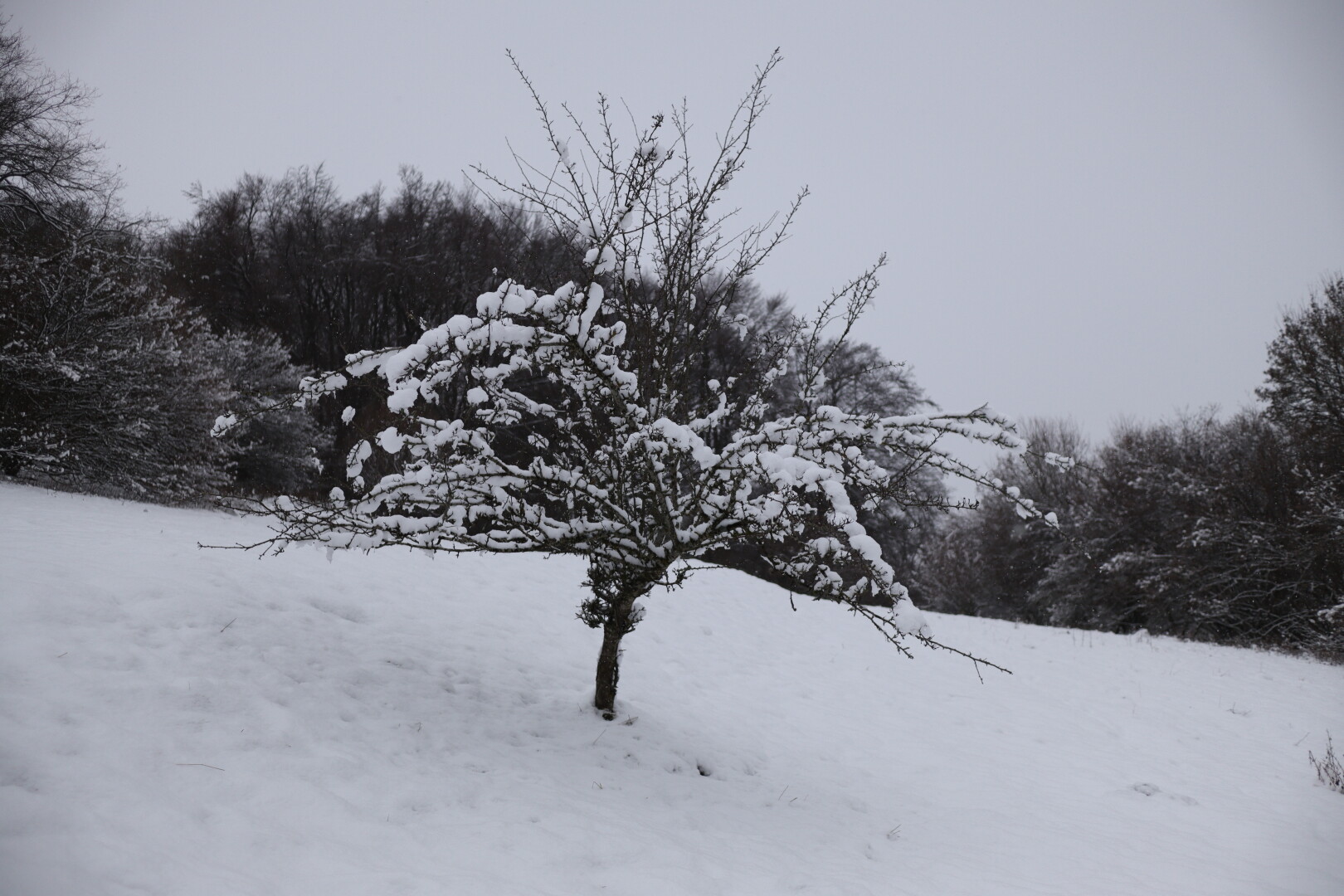 small-ish tree in the snow