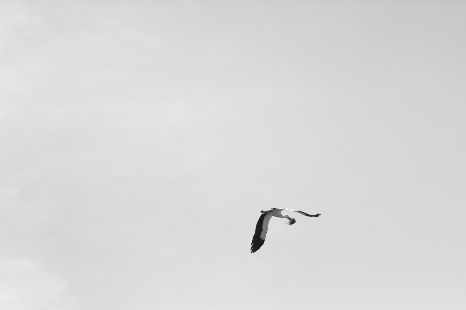large bird in flight