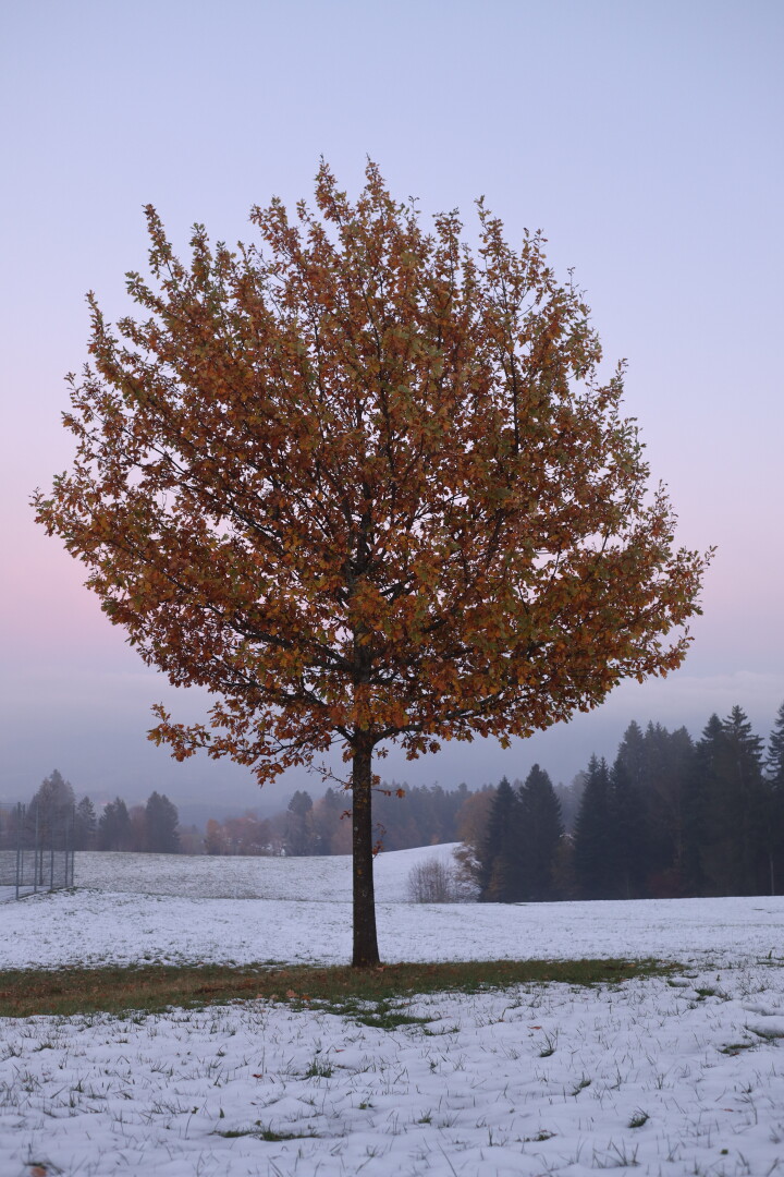 tree