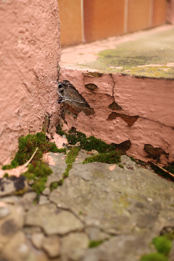 spider